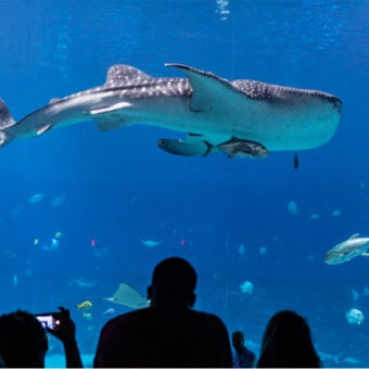 Georgia Aquarium Receives First Gold Certification from WheelChariot