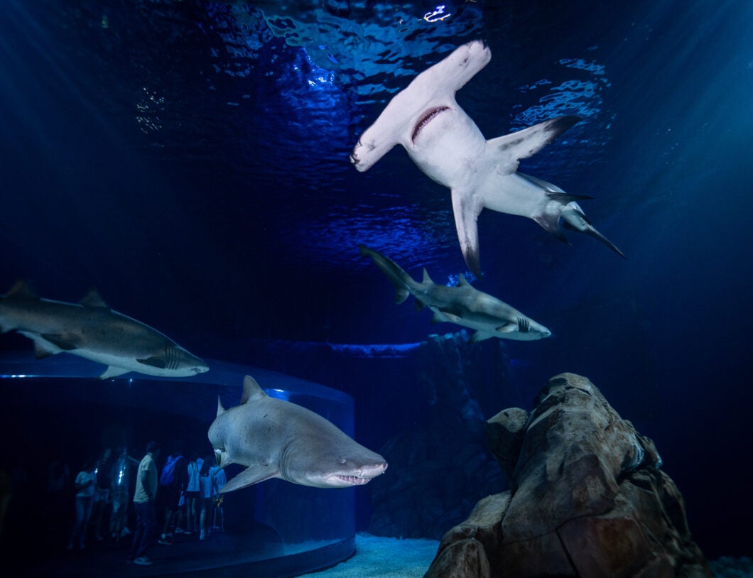 Sharks! From Above 1