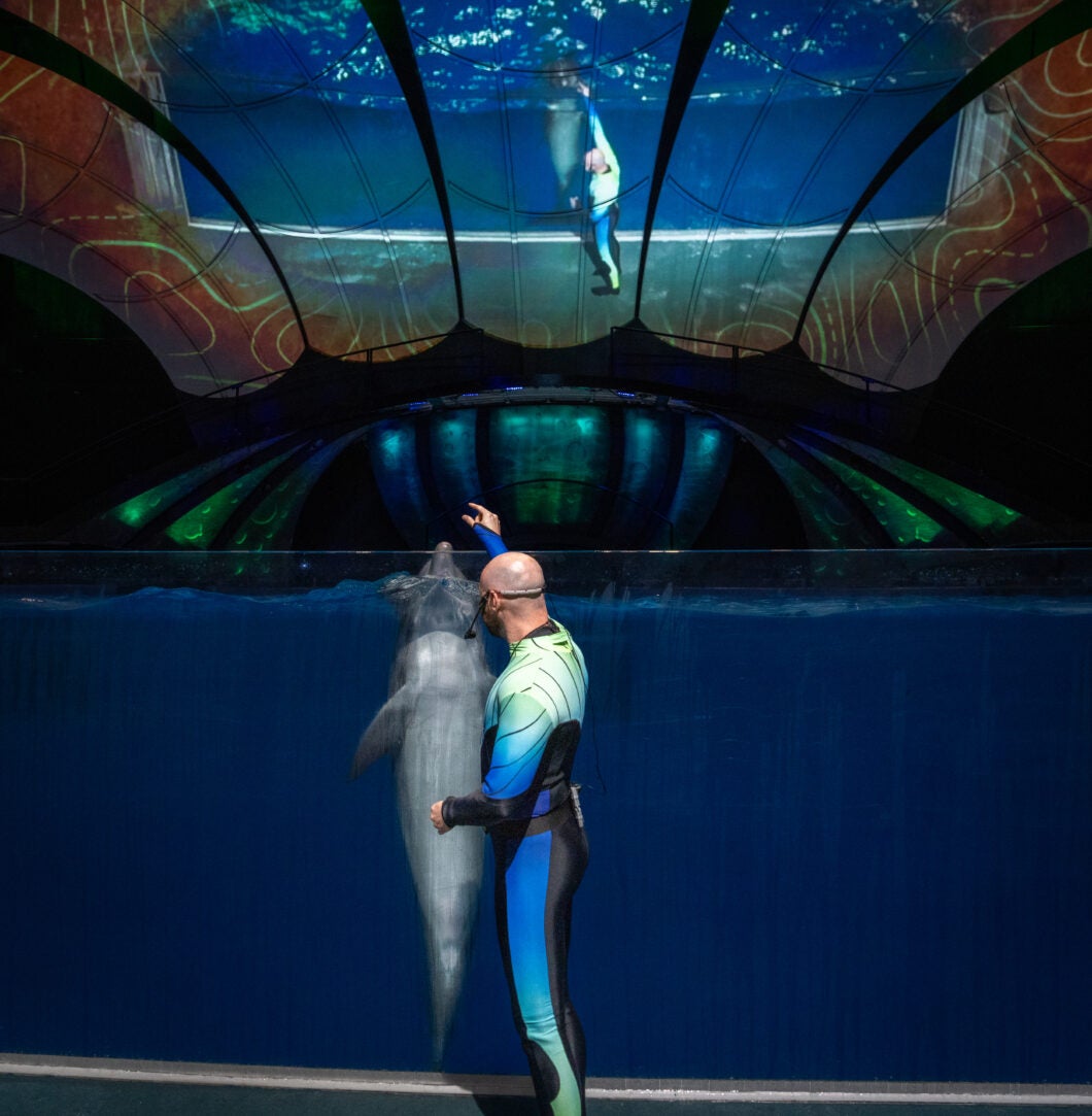 Dolphin Presentation 6