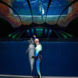 Dolphin Presentation 6