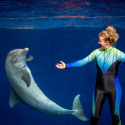 Dolphin Presentation 7