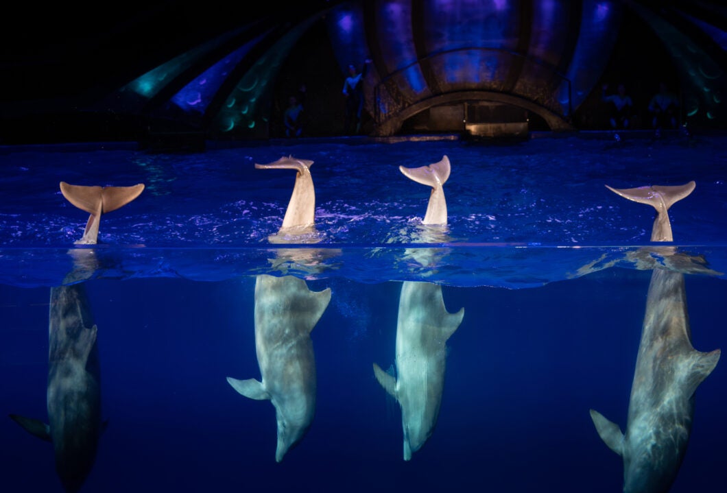 Dolphin Presentation 9