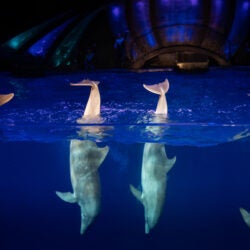 Dolphin Presentation 9
