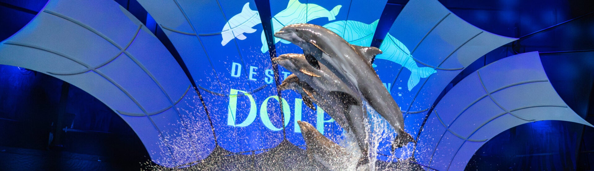 Dolphin Presentation 5