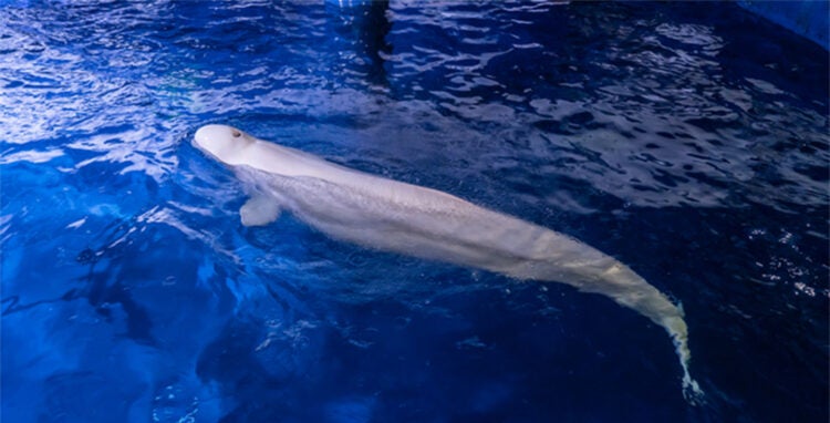 Operation Beluga: Rescuing Whales from Ukraine