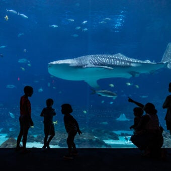 Celebrating International Whale Shark Day with Fun Facts!
