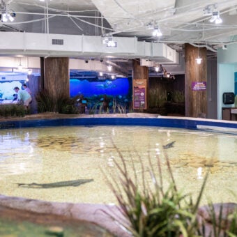 Explorers Cove: Georgia Aquarium’s New Coastal Biome Exhibit!