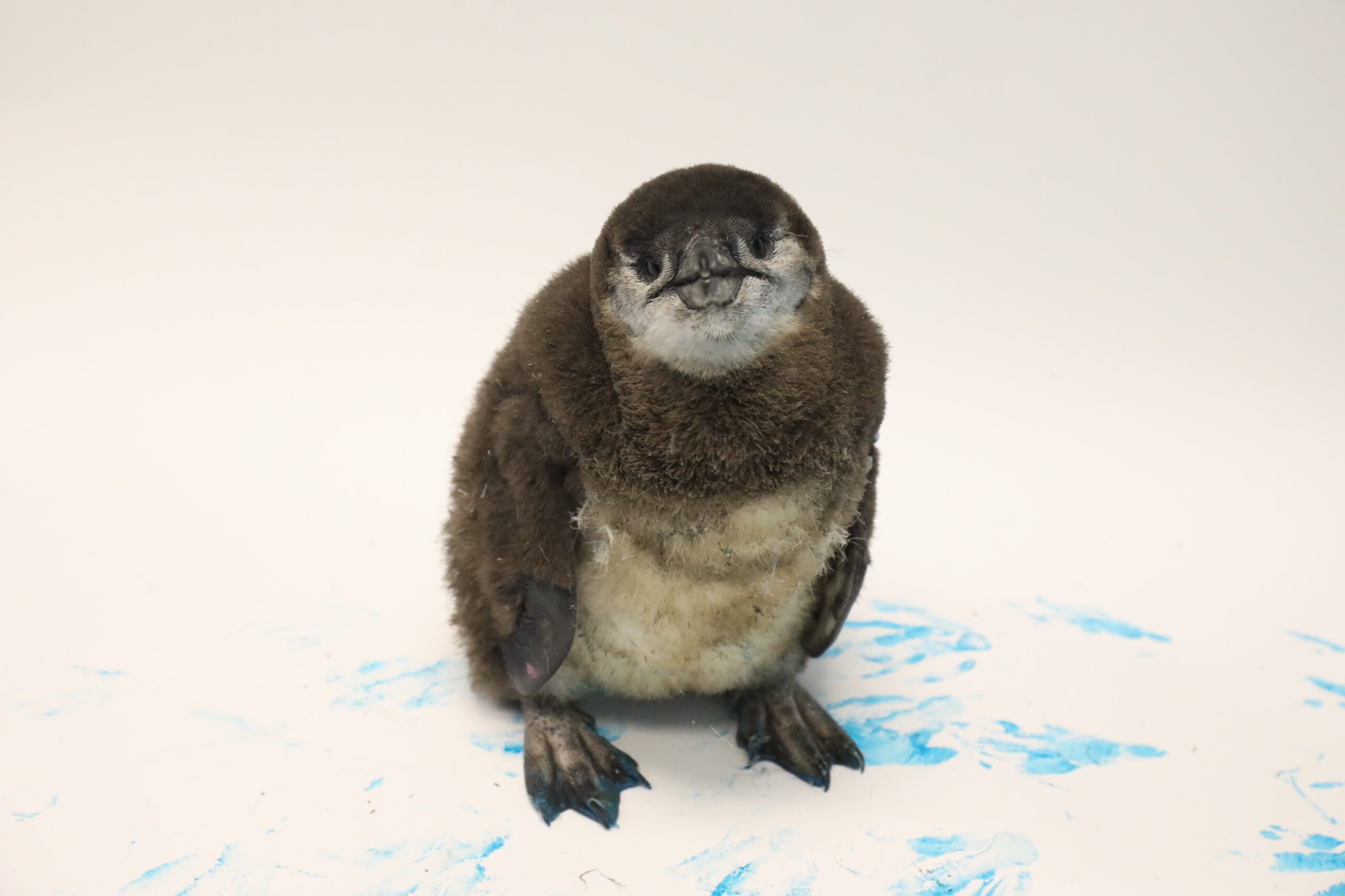 Celebrating Two Decades of Babies at Georgia Aquarium 10