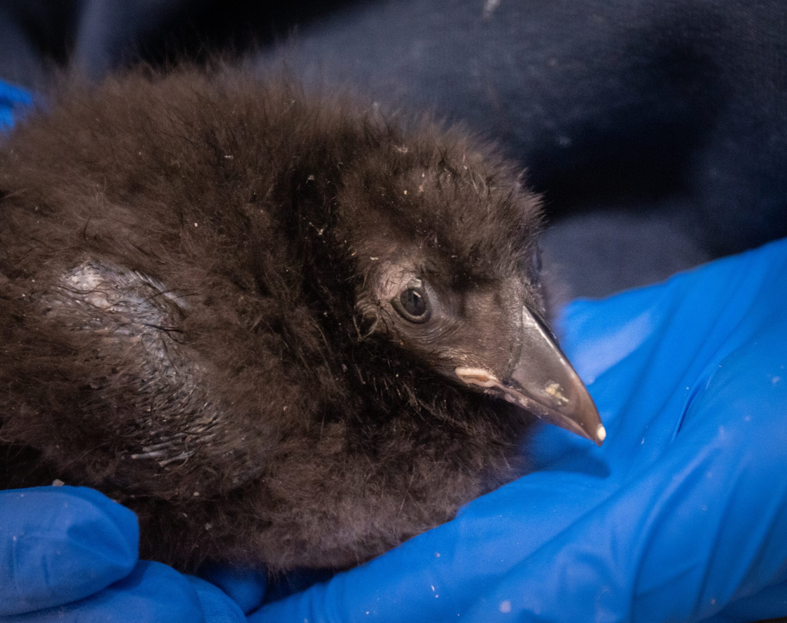 Celebrating Two Decades of Babies at Georgia Aquarium 13